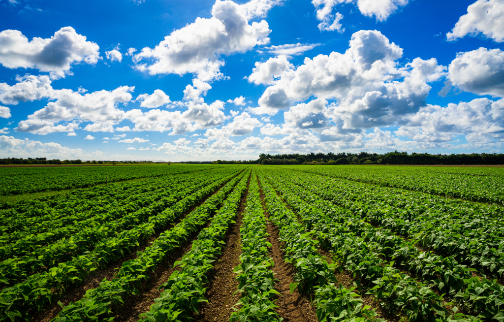 Polizza Agricoltura